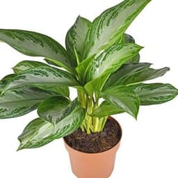 How to to Growing and Care for Aglaonemas