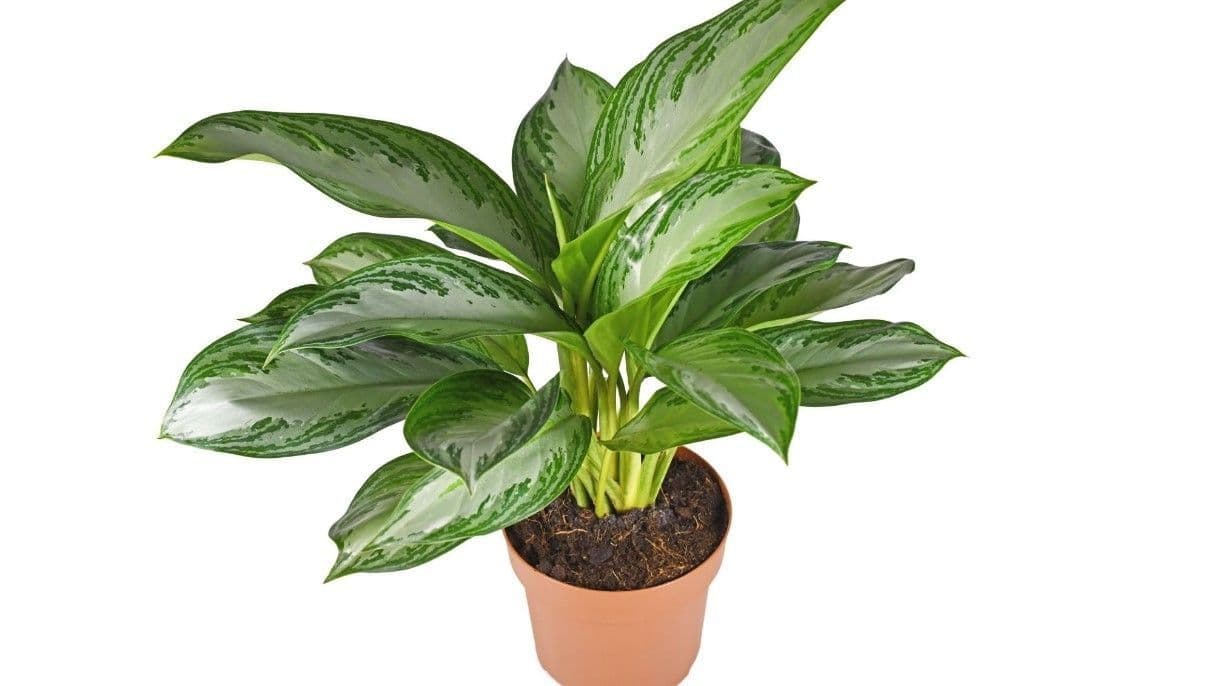 How to to Growing and Care for Aglaonemas