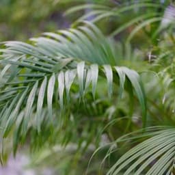 How to Grow and Care for Areca Palm