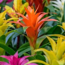 How to Grow and Care for Bromeliad
