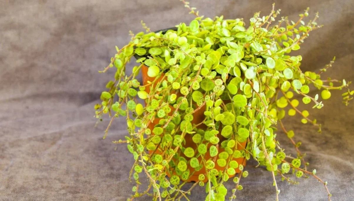 How to Grow and Care for String of Turtles