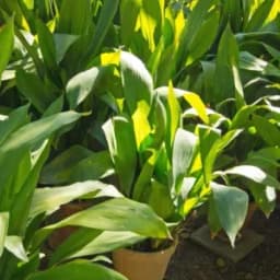 How to Grow and Care for Cast Iron Plant