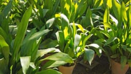 How to Grow and Care for Cast Iron Plant