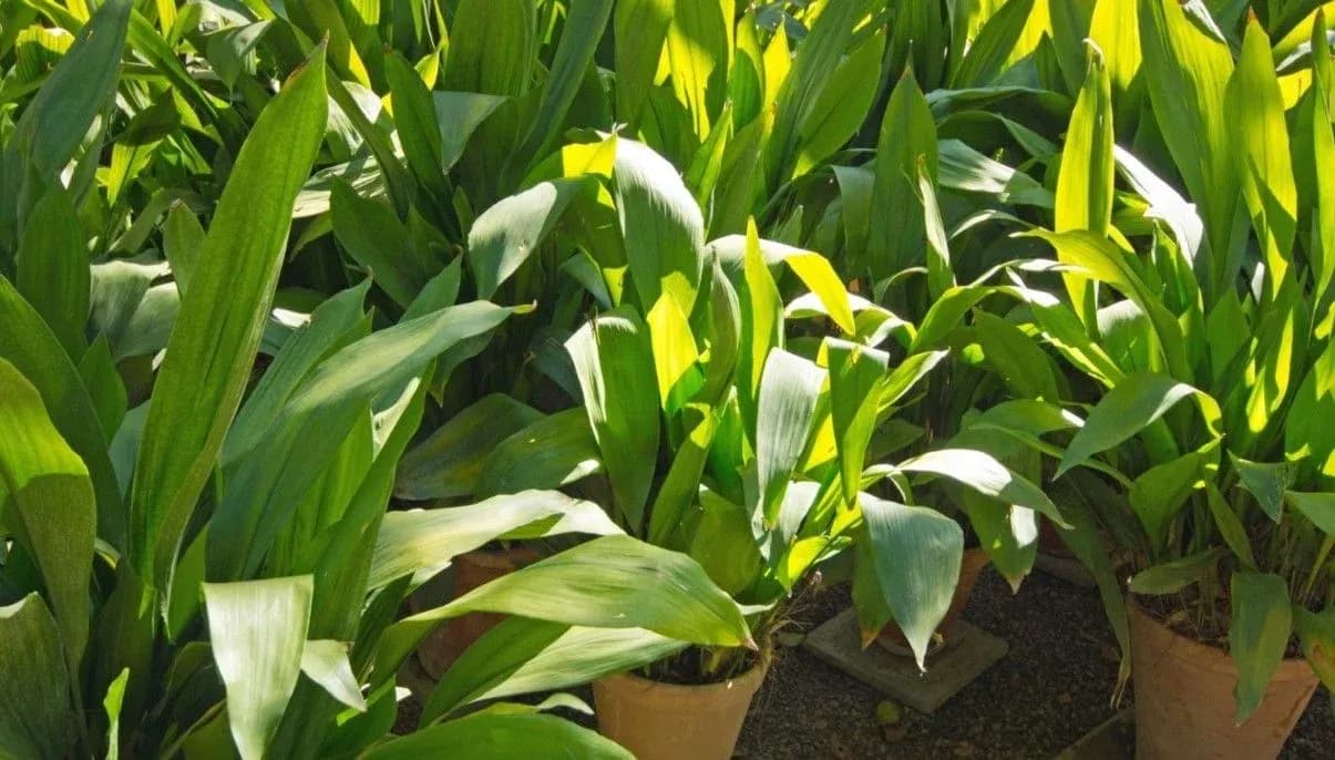 How to Grow and Care for Cast Iron Plant
