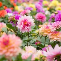Expert Guide to Growing Dahlias: Thriving and Vibrant Blooms