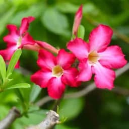 How to Grow and Care for Desert Rose