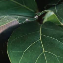 How to Grow and Care for Fiddle-Leaf Fig