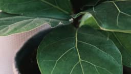 How to Grow and Care for Fiddle-Leaf Fig