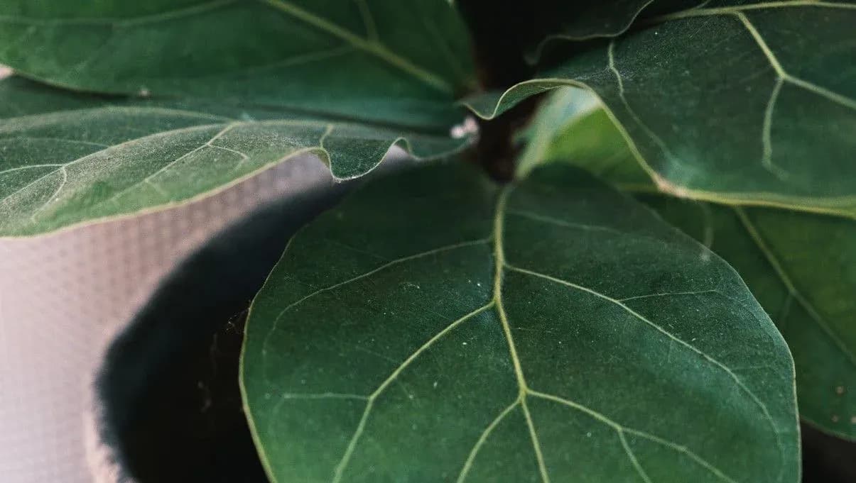 How to Grow and Care for Fiddle-Leaf Fig