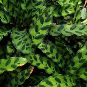 How to Grow and Care for Rattlesnake Plant