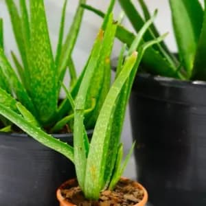 How to Grow and Care for Aloe Vera
