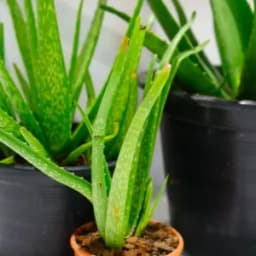 How to Grow and Care for Aloe Vera