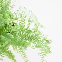 How to Grow and Care for Boston Fern