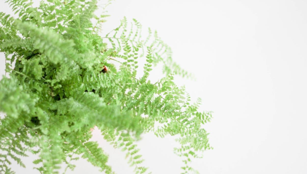 How to Grow and Care for Boston Fern