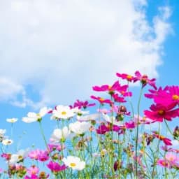 How to Grow and Care for Cosmos