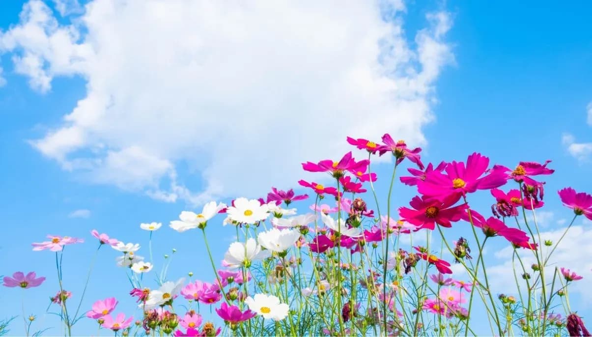 How to Grow and Care for Cosmos
