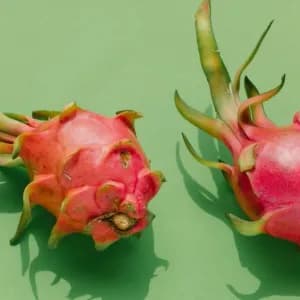 How to Grow and Care for Dragon Fruit Cactus