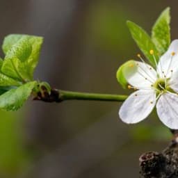 How to Grow and Care for Indian Hawthorn