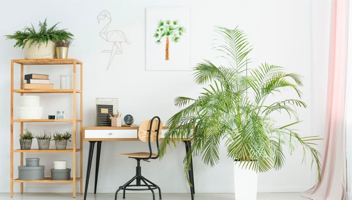 How to Grow and Care for Palm Trees Indoors