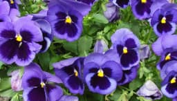 How to Grow and Care for Violas