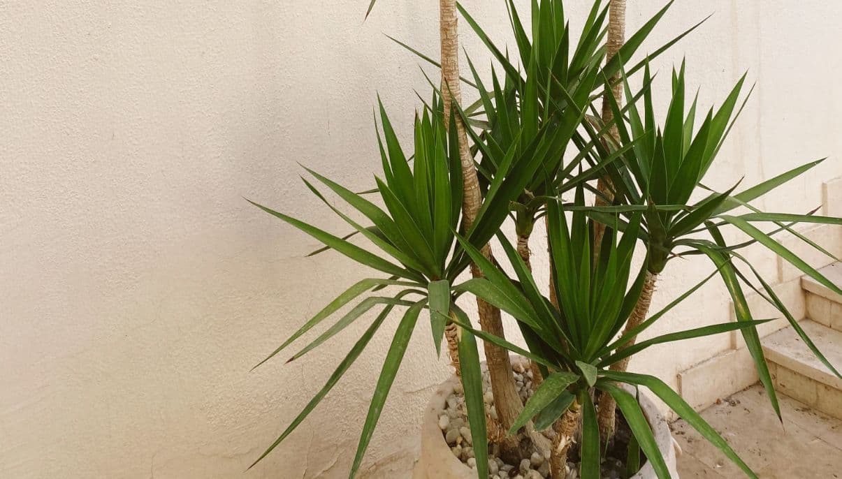How to Grow and Care for Yucca Plants