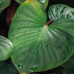 How to Grow and Care for Alocasia Plants