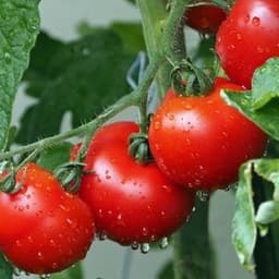 How to Grow and Care Celebrity Tomatoes