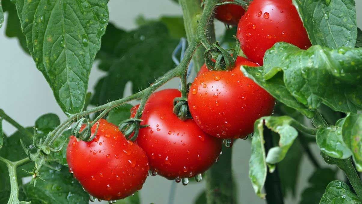 How to Grow and Care Celebrity Tomatoes