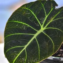 How to Grow and Care for Alocasia Black Velvet