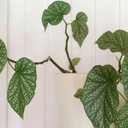How to Grow and Care for Angel Wing Begonia