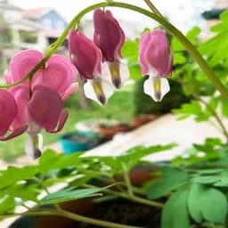 How to Grow and Care for Bleeding Heart Plant