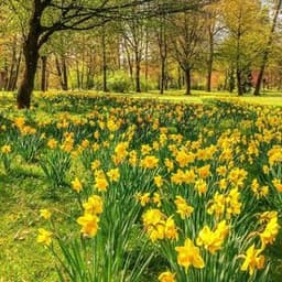 How to Grow and Care for Daffodils