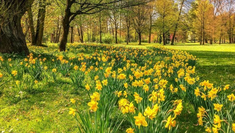 How to Grow and Care for Daffodils