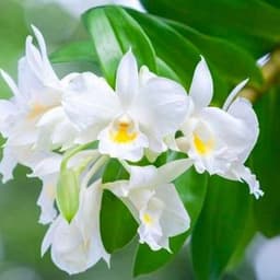 How to Grow and Care for Dendrobium Orchids