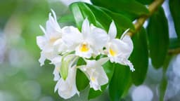 How to Grow and Care for Dendrobium Orchids