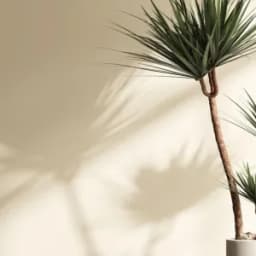 How to Grow and Care for Dragon Tree Indoors