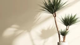 How to Grow and Care for Dragon Tree Indoors