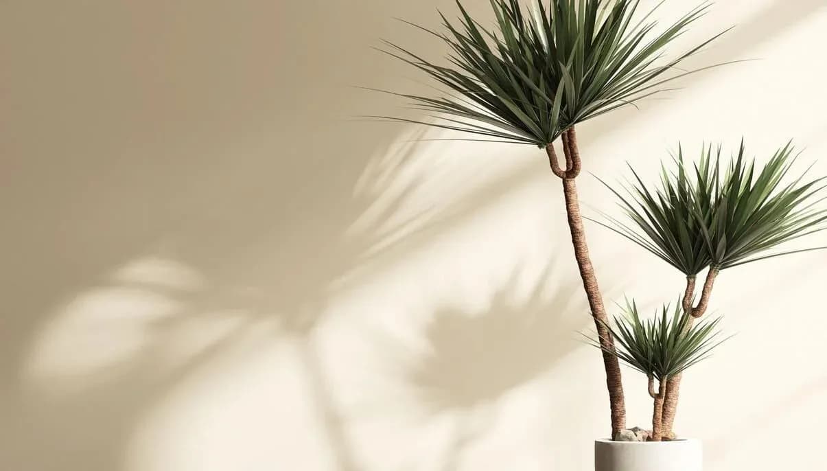 How to Grow and Care for Dragon Tree Indoors