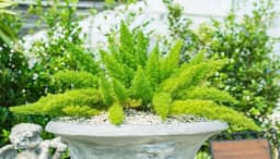 How to Grow and Care for Foxtail Fern