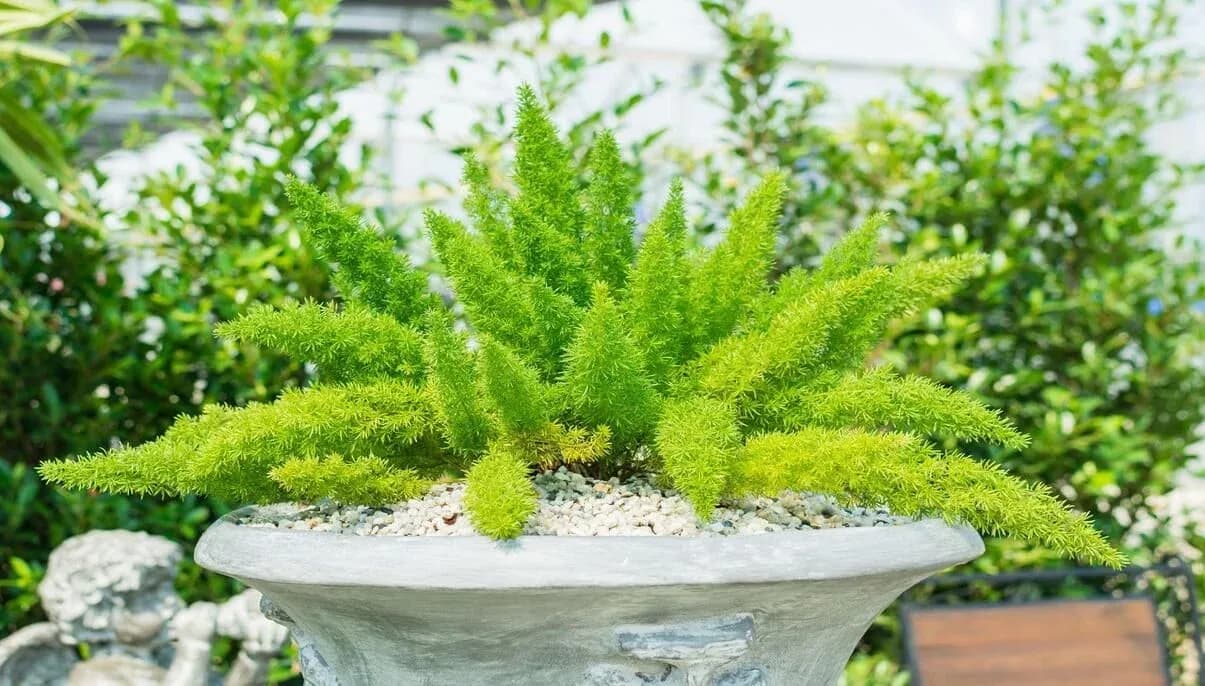 How to Grow and Care for Foxtail Fern