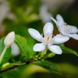 How to Grow and Care for Gardenia