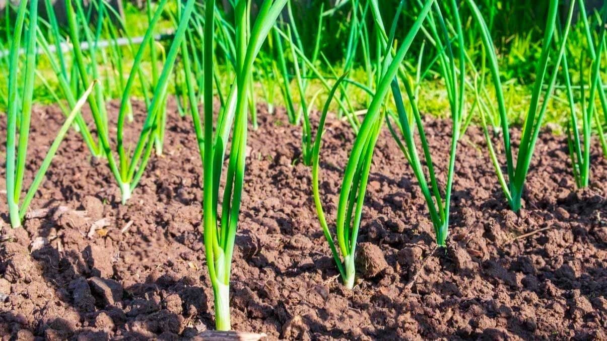 How to Grow and Care for Green Onions