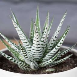 How to Grow and Care for Haworthia