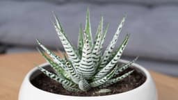 How to Grow and Care for Haworthia