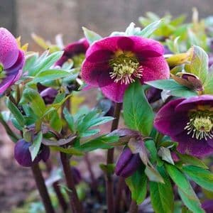 How to Grow and Care for Hellebore