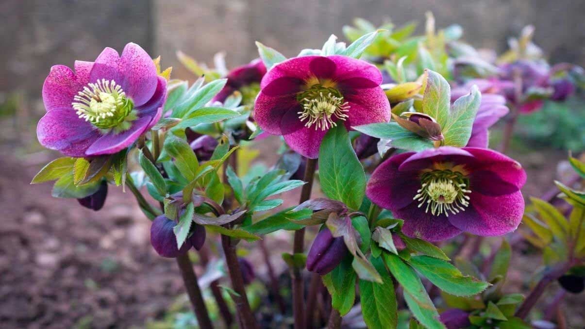 How to Grow and Care for Hellebore