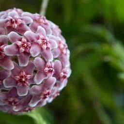 How to Grow and Care for Hindu Rope Plant