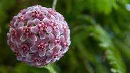 How to Grow and Care for Hindu Rope Plant