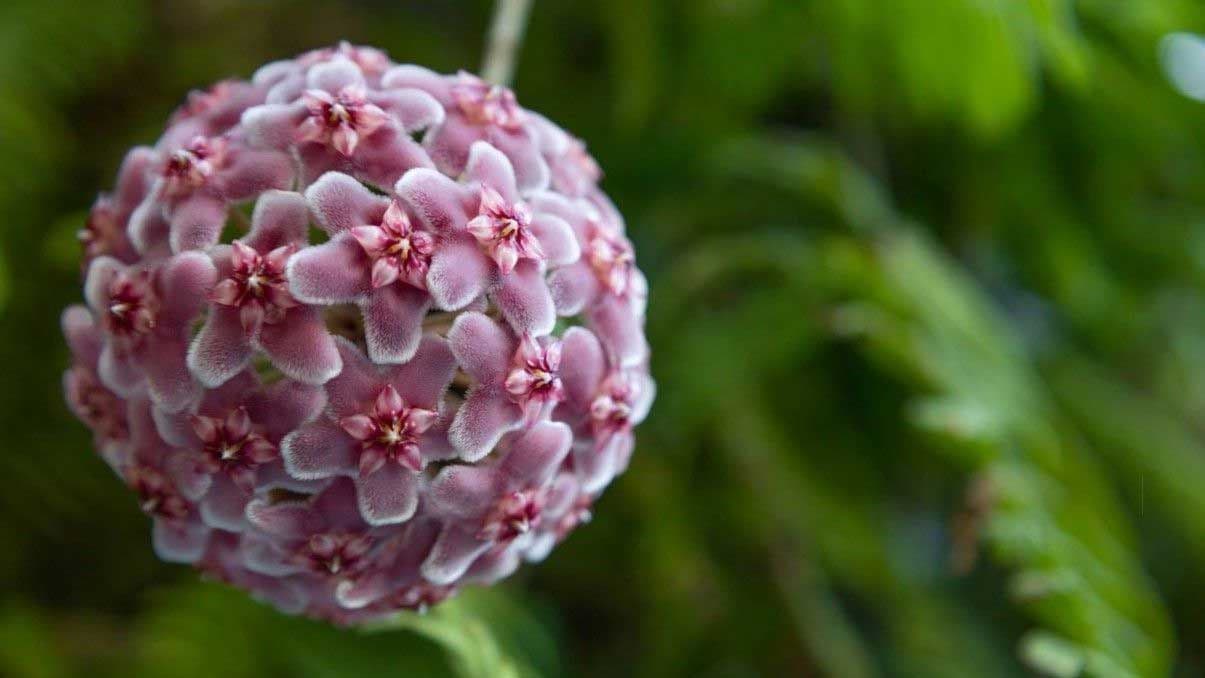 How to Grow and Care for Hindu Rope Plant
