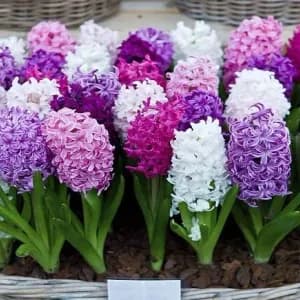 How to Grow and Care for Hyacinth